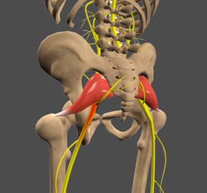https://www.thespineclinicok.com/3d-images/sciatica.jpg